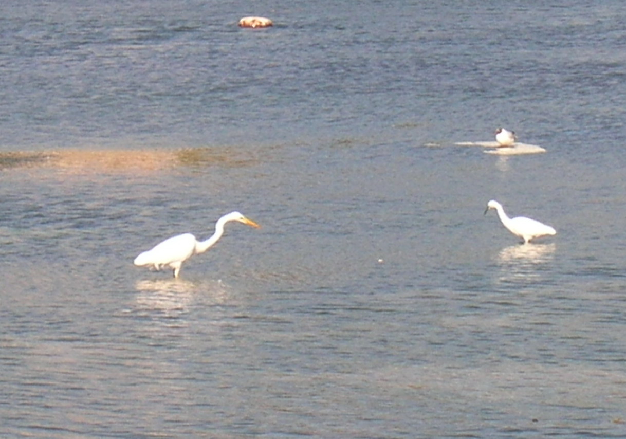 Airone bianco maggiore - Casmerodius albus